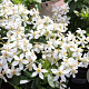 Choisya 'Aztec Pearl' 30-35 cm 2,5L