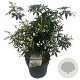 Choisya Green Fingers 30-40 cm 2,5L