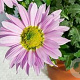 Chrysanthemum (K) 'Hebe' GM P9