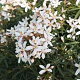 Choisya t. White Dazzler 30-35 cm 2,5L