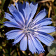Cichorium intybus GM P9