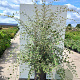 Cotoneaster franchetii 125-150 cm met kluit struik
