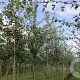 Crataegus monogyna 250-300 cm draadkluit meerstammig 350-400 diameter