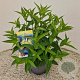 Diervilla sessilif. 'Butterfly' 30-40 cm 2,5L