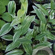 Disporum sessile GM P9
