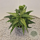 Echinacea p. 'Alba' 25-30 cm 2,5L