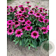 Echinacea p. Chunky Purple GM P9