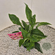 Echinacea purpurea 25-30 cm 2,5L