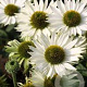 Echinacea p. 'Virgin' GM P9