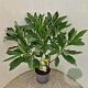 Edgeworthia chrys. 'Grandiflora' 80-85 cm 7,5L