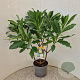 Edgeworthia chrys. 'Grandiflora' 80-85 cm 7,5L