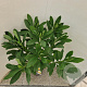 Edgeworthia chrys. 'Grandiflora' 80-85 cm 7,5L