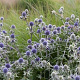 Eryngium tripartitum GM P9