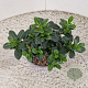 Escallonia laevis Pink Elle 25-30 cm 2,5L