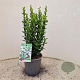 Euonymus jap. 'Green Spire' 30-35 cm 2,5L