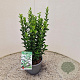 Euonymus jap. 'Green Spire' 30-35 cm 2,5L