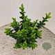 Euonymus jap. 'Green Spire' 30-35 cm 2,5L