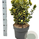 Euonymus jap. Marieke 30-35 cm 2,5L