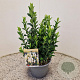 Euonymus jap. Paloma Blanca 25-30 cm 2,5L
