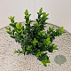 Euonymus jap. Paloma Blanca 25-30 cm 2,5L