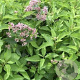 Eupatorium 'Mask' GM P9