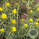 Euphorbia pal. 'Walenburg's Glorie' GM P9
