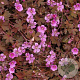 Geranium 'Bob's Blunder' GM P9