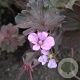 Geranium 'Bob's Blunder' GM P9