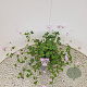 Geranium Dreamland 25-30 cm 2,5L