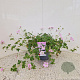 Geranium Dreamland 25-30 cm 2,5L