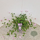 Geranium Dreamland 25-30 cm 2,5L