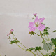 Geranium Dreamland 25-30 cm 2,5L