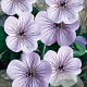 Geranium 'Joy' GM P9