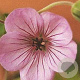 Geranium 'Joy' GM P9
