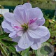 Geranium pr. 'Else Lacey' GM P9