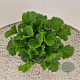 Geum rivale 'Mai Tai' 30-35 cm 2,5L
