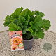 Geum rivale 'Mai Tai' 30-35 cm 2,5L