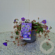 Geranium Rozanne 25-30 cm 2,5L