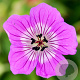 Geranium w. 'Kelly Anne' GM P9