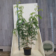 Gleditsia triac. 'Skyline' 150-175 cm 20L meerstammig
