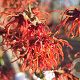Hamamelis int. 'Rubin' 150-175 cm draadkluit struik