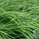 Hakonechloa macra 'Greenhills' GM P9 BIO