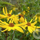 Helianthus atr. 'Monarch' GM P9