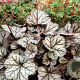 Heuchera 'Glitter' GM P9