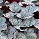 Heuchera 'Glitter' GM P9