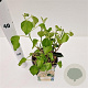 Hedera hel. 'Arborescens' 25-30 cm 2,5L