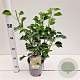 Hedera hel. 'Arborescens' 25-30 cm 2,5L