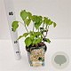 Hedera hel. 'Arborescens' 25-30 cm 2,5L