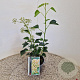 Hedera hel. 'Arborescens' 25-30 cm 2,5L
