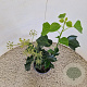 Hedera hel. 'Arborescens' 25-30 cm 2,5L